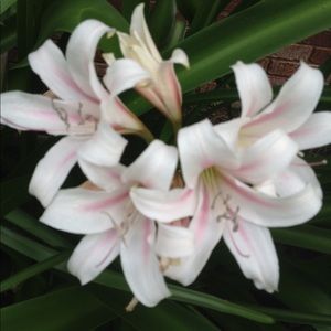 Meet your Posher, Jane